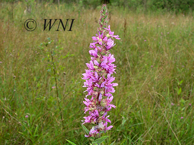 Purple Loosestrife (Lythrum salicaria)